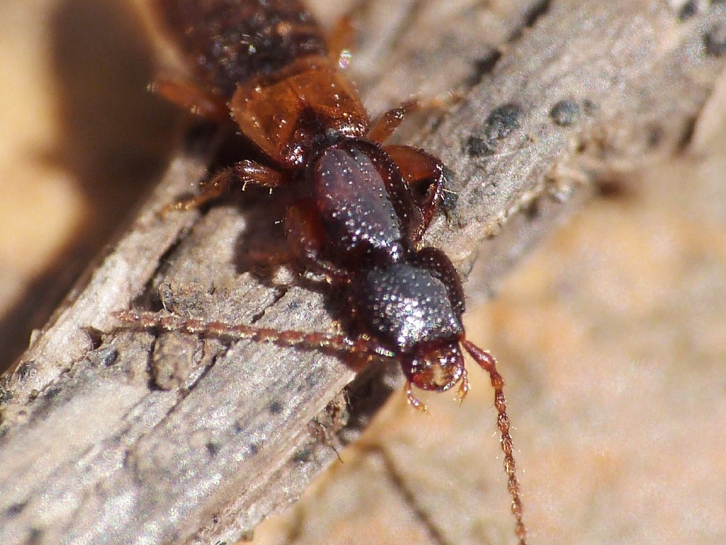 Staphylinidae 1 - Achenium sp.